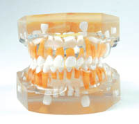 Modello Dentazione Anatomica